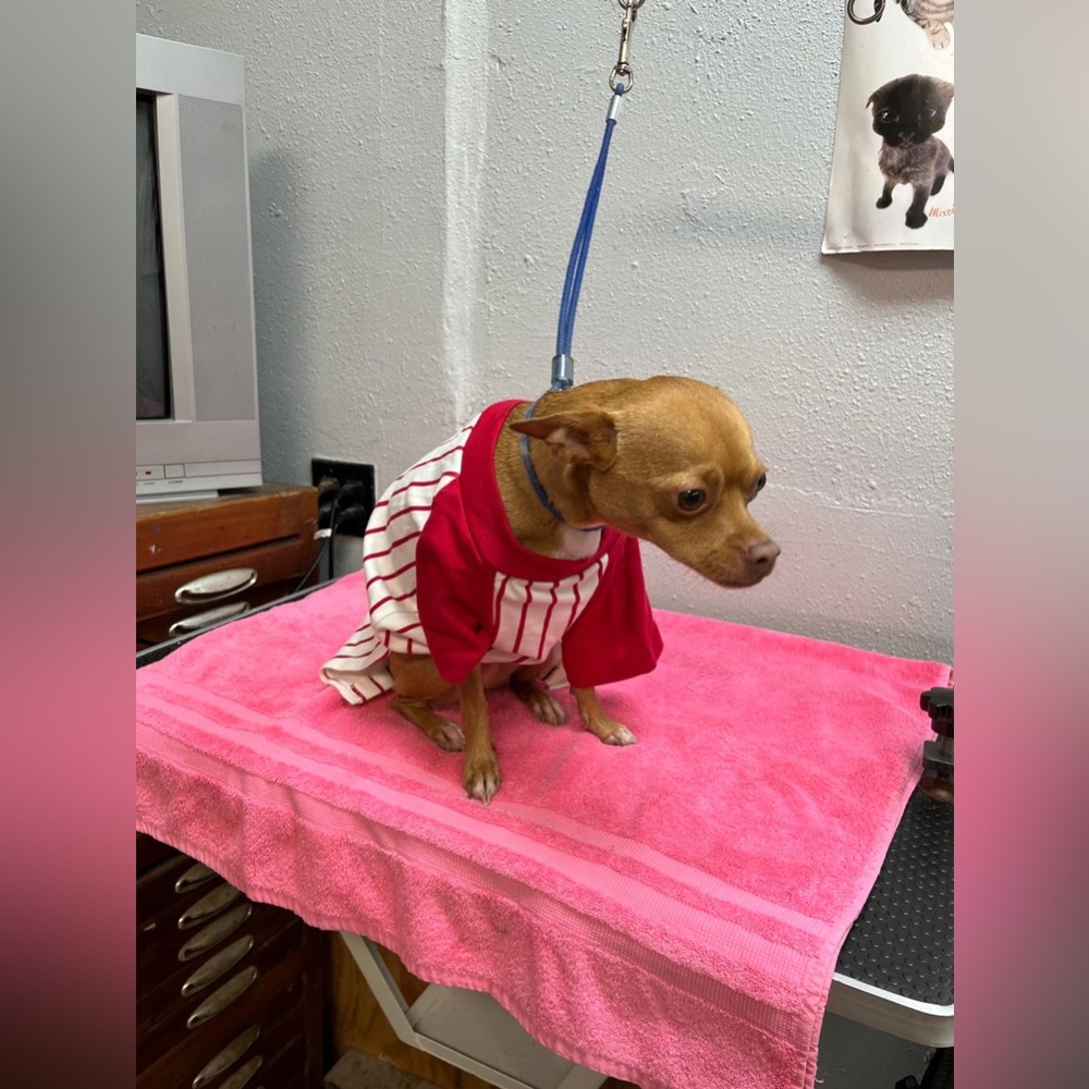 Red and White Baseball Striped Dog Shirt